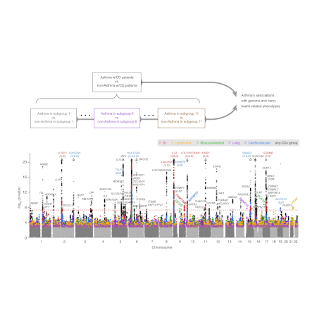 Discerning asthma endotypes through comorbidity mapping