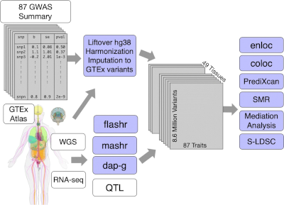 Exploiting the GTEx resources to decipher the mechanisms at GWAS loci